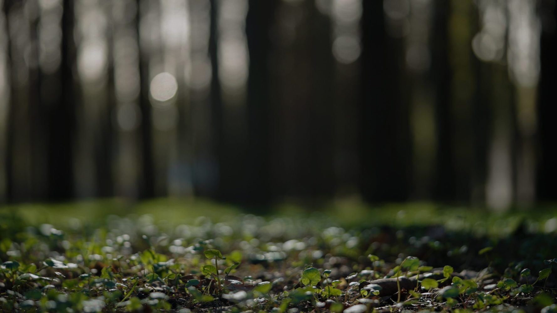 Low angle shot of spring forest with ground plants Low angle shot of spring forest with ground plants , background