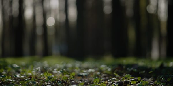 Low angle shot of spring forest with ground plants Low angle shot of spring forest with ground plants , background